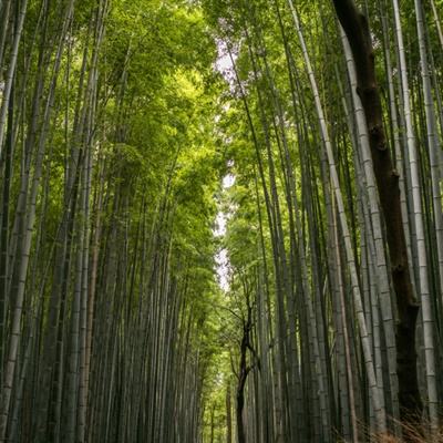 西川翟永明欧阳江河三诗人的诗歌课：和当代生活的直接碰撞